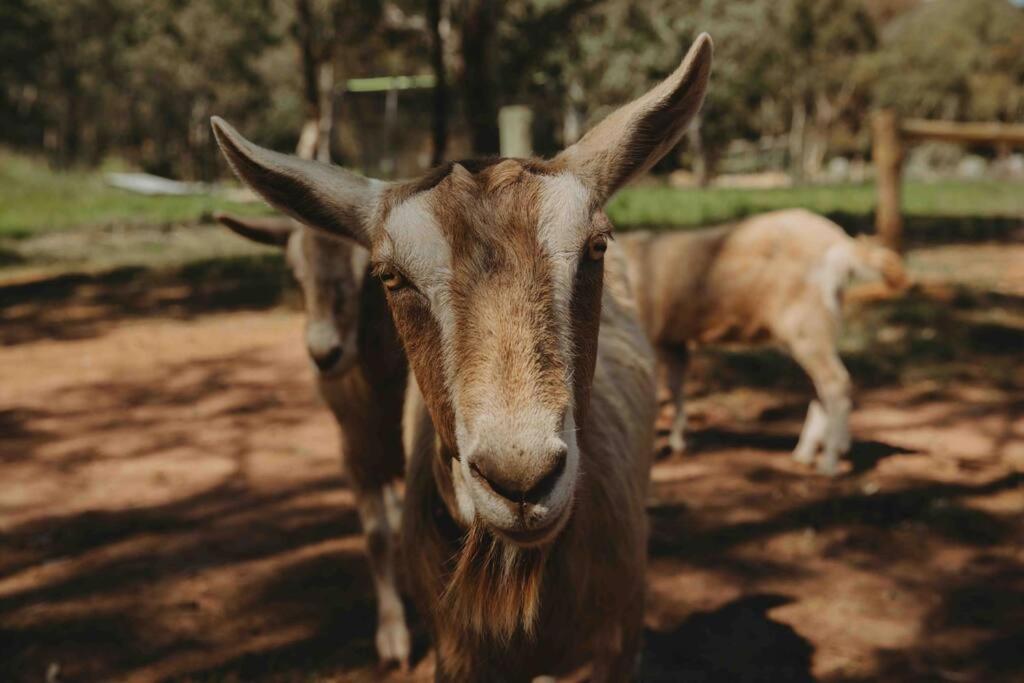 Вилла Whimsical Willunga Getaway Экстерьер фото